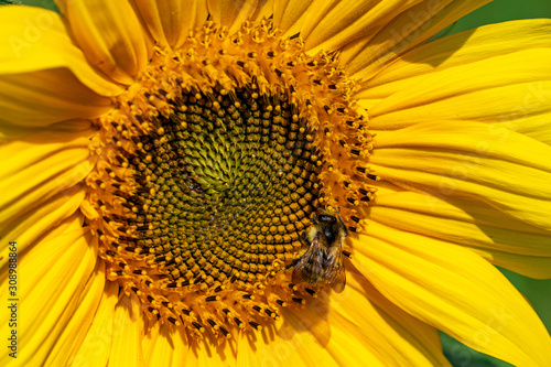 A bumblebee with pollen stuck to fur on a sunflower head © Anders93