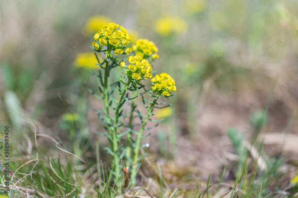 Obraz premium flower cypress spurge (Euphorbia Cyparissias) on meadow. Euphorbia cyparissias, the Cypress spurge, is a species of flowering plant in the Euphorbiaceae family