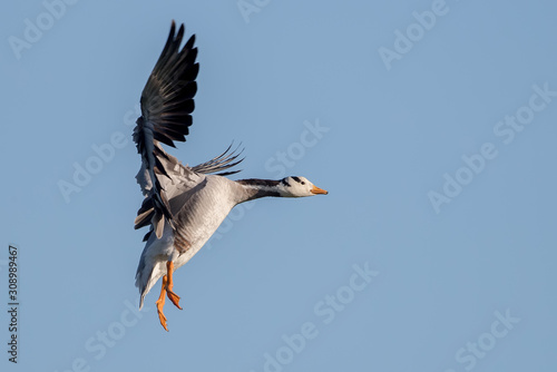 Bar Headed Goose Flying © Simon Stobart