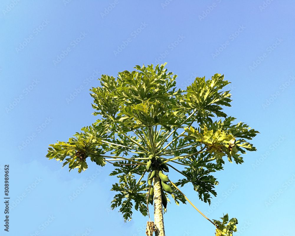 A single papaya tree on background of blue sky