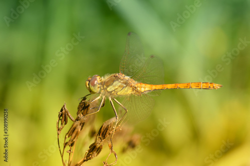 Dragonfly sitting on the stem of the plant.