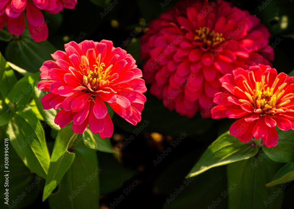Red flowers in the garden Red flowers in the garden
