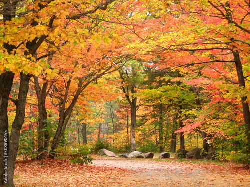 Glorious fall maple  trees over a road in Northern Ontario 