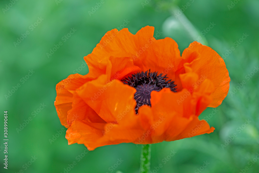 Red decorative poppy flower in garden on blurred green background with beautiful bokeh. Red decorative poppy flower in garden on blurred green background with beautiful bokeh.