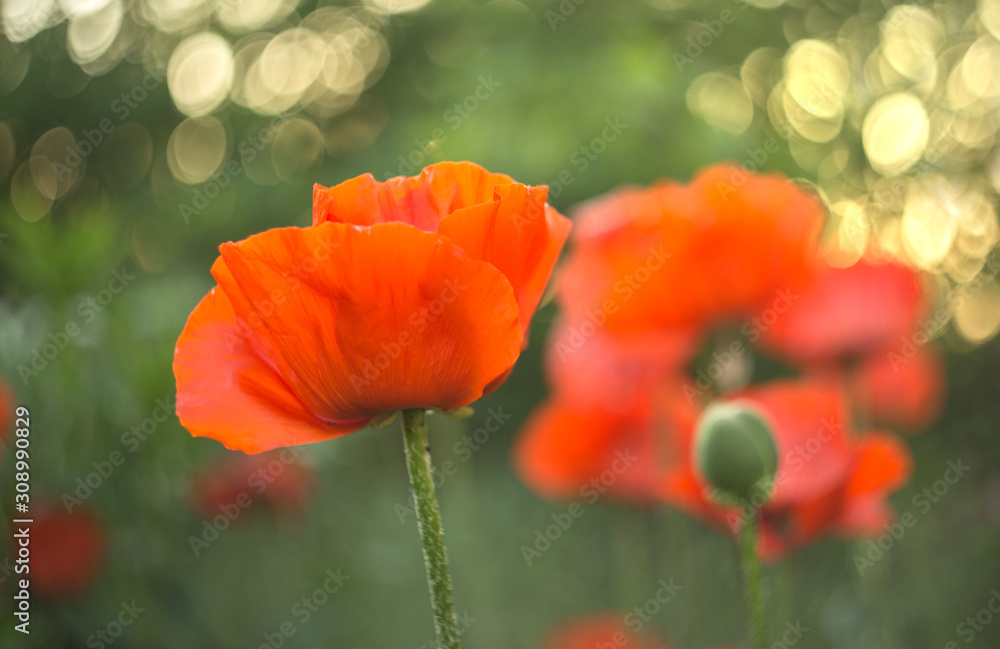 Red decorative poppy flower in garden on blurred green background with beautiful bokeh. 