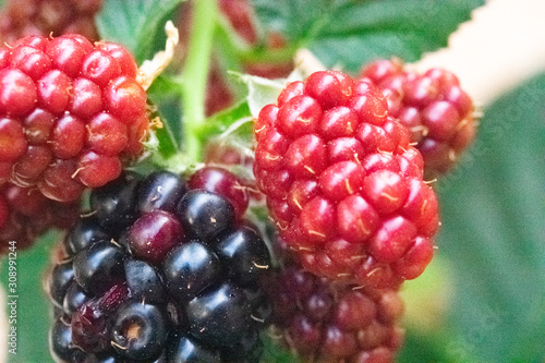 blackberries on a bush