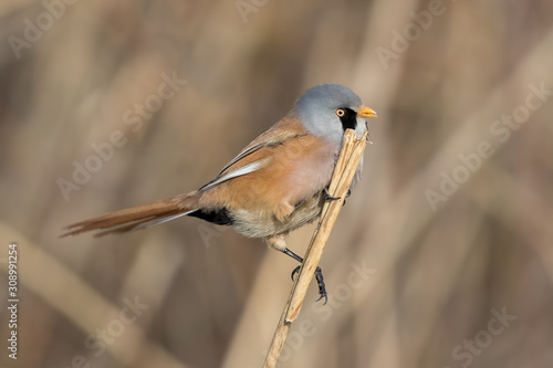 Bearded Tit Perched on Reed