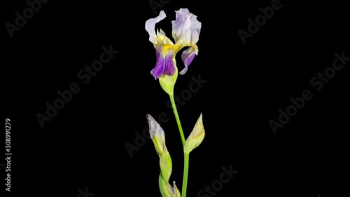 Blooming violet Iris flower buds ALPHA matte, FULL HD. (Iris), timelapse