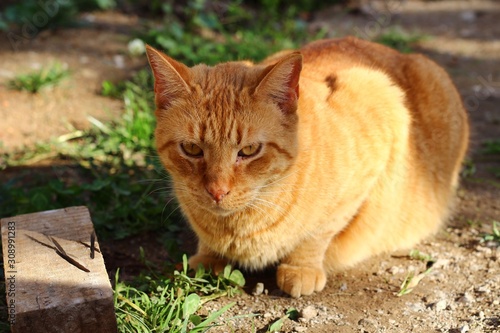 Принти на полотні cat in garden