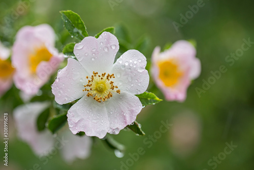 Beautiful flowers of dog rose (Rosa canina) in morning dew, closeup, selective focus, beautiful blurred background.  photo