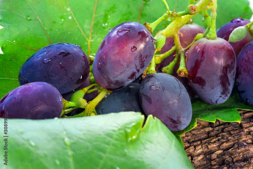 Ripe sweet grapes on a wooden background, close-up. ripe purple black table grapes. - obrazy, fototapety, plakaty 