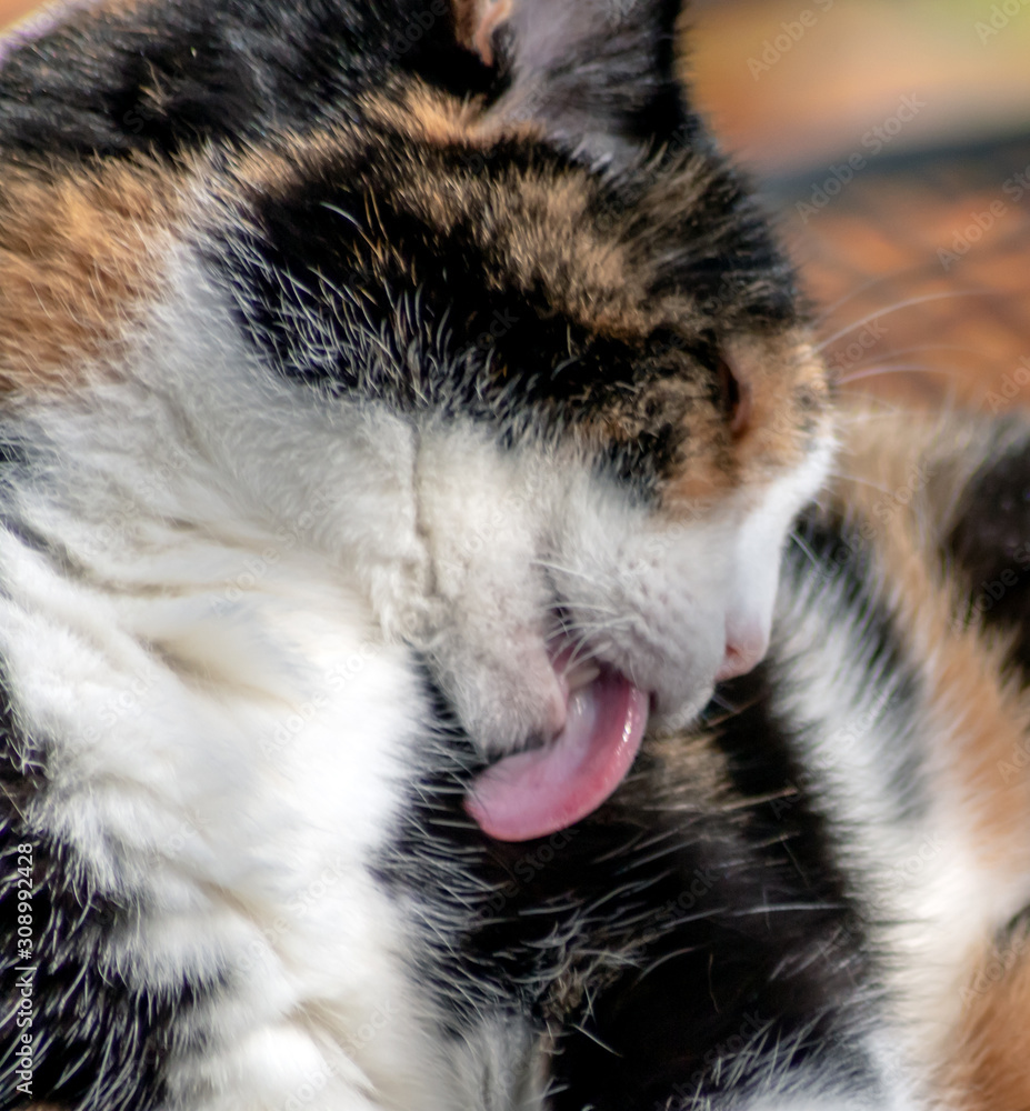 Katze dreifarbig. Katze Julie genießt die Sonne im Winter und putzt sich, sie scheckt sich das