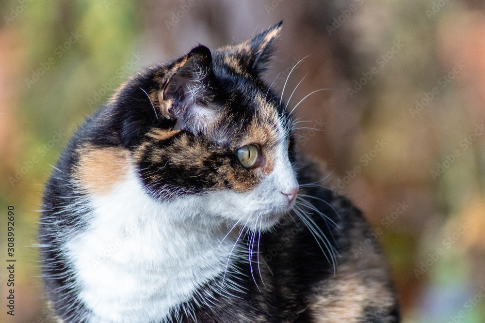 Katze dreifarbig. Katze Julie genießt die Sonne im Winter. Katze dreifarbig. Katze Julie genießt die Sonne im Winter.