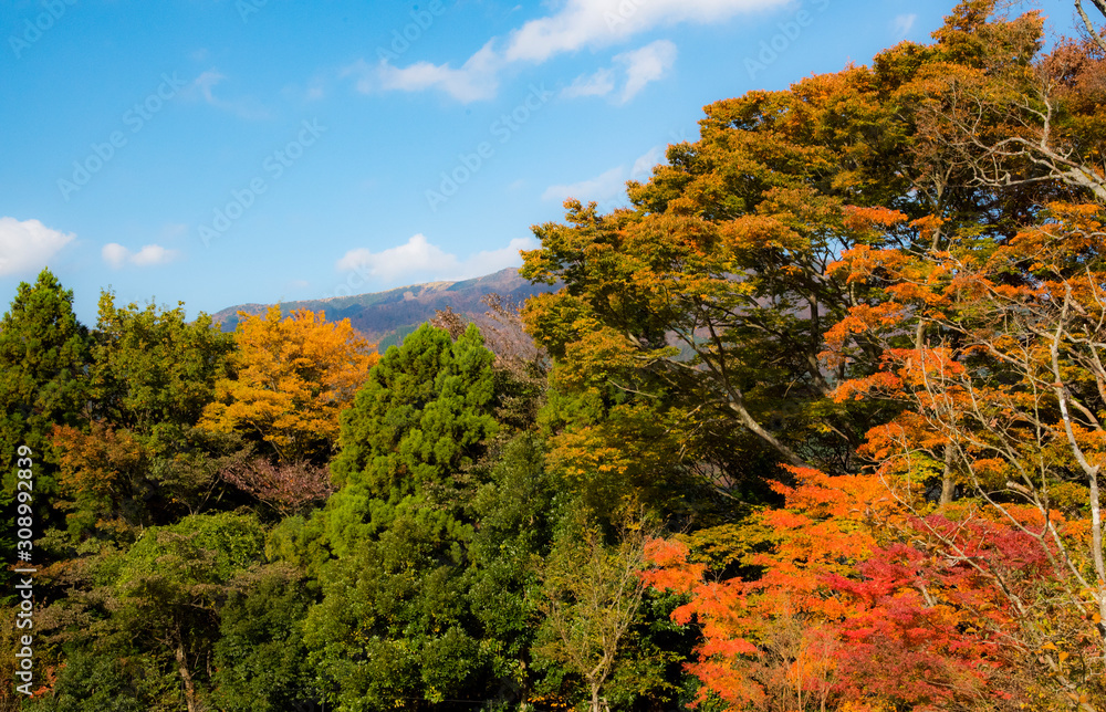 yellow maple tree in autumn