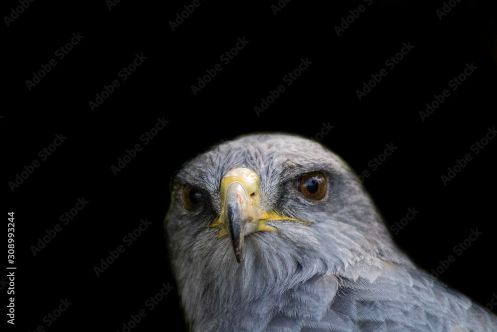 black-breasted eagle resting in his innkeeper