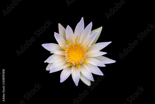 White water lily isolated on black background