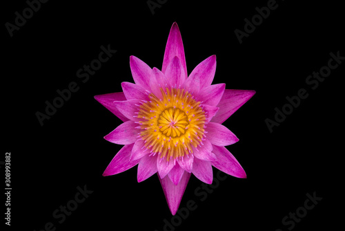 Pink water lily isolated on black background