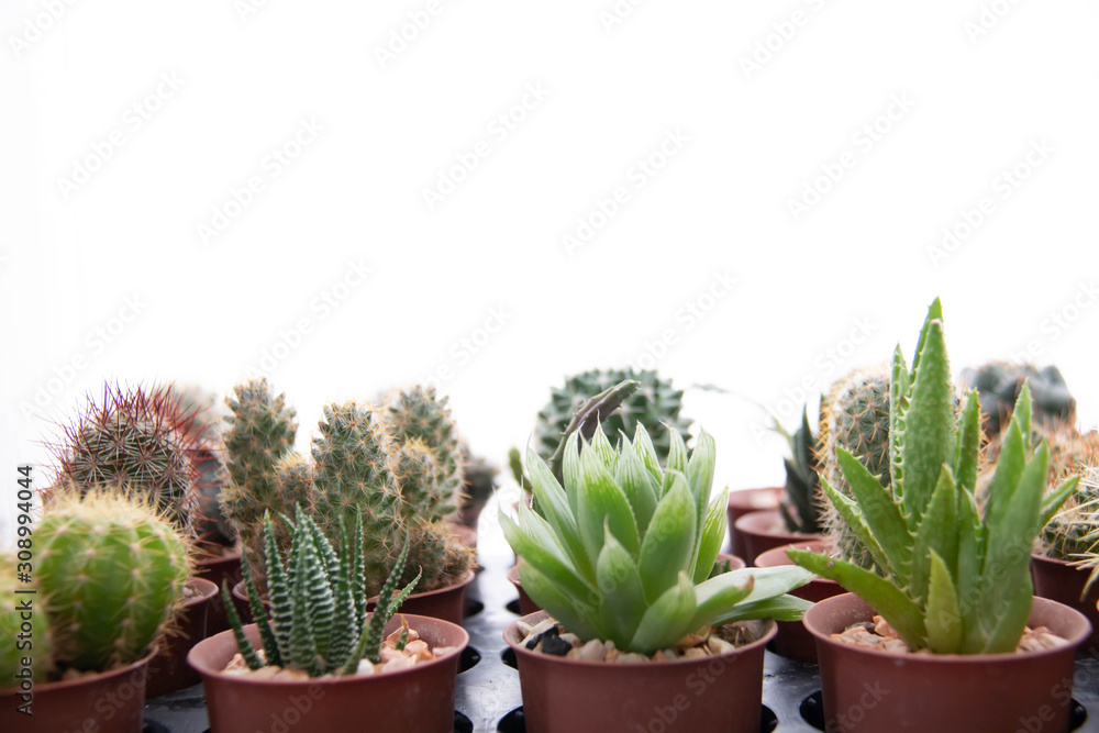 green cactus on a white background green cactus on a white background