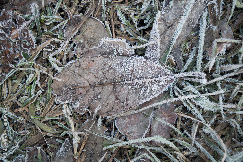 ice on green grass background ice on green grass background