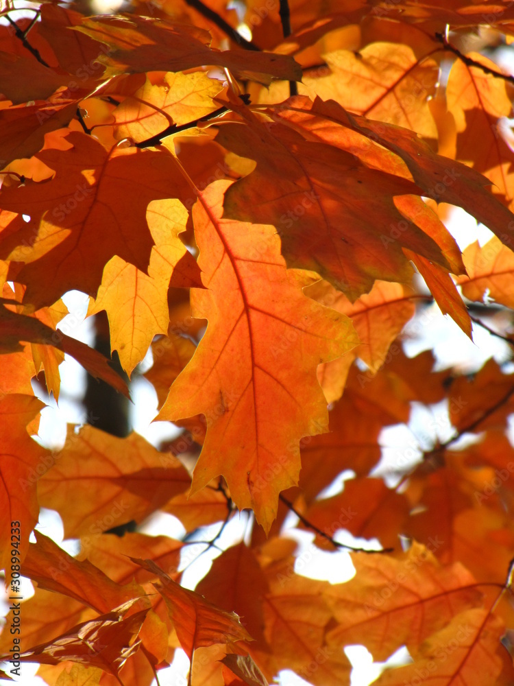 Autumn oak leaves