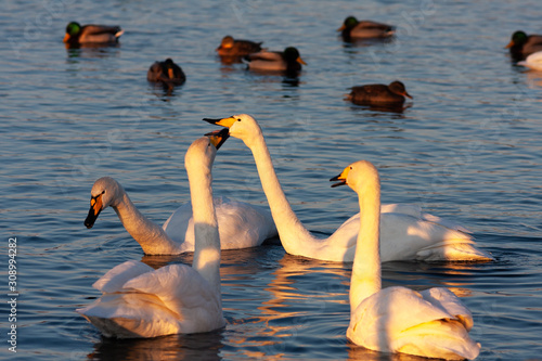 swans on the lake