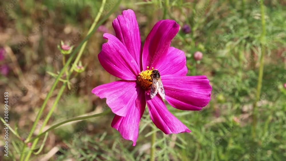 The person is sucking the nectar from the pink flower pollen. The person is sucking the nectar from the pink flower pollen.