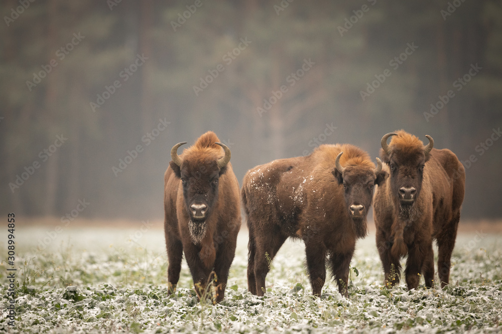 European bison - Bison bonasus in the Knyszyn Forest (Poland) European bison - Bison bonasus in the Knyszyn Forest (Poland)