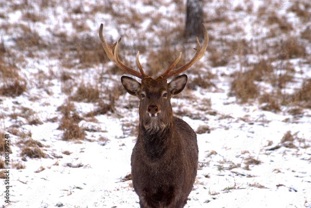 Russia, Yaroslavl region, private hunting grounds, Park of wild animals.