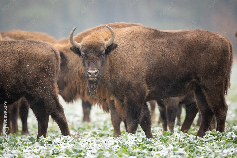 European bison - Bison bonasus in the Knyszyn Forest (Poland) European bison - Bison bonasus in the Knyszyn Forest (Poland)