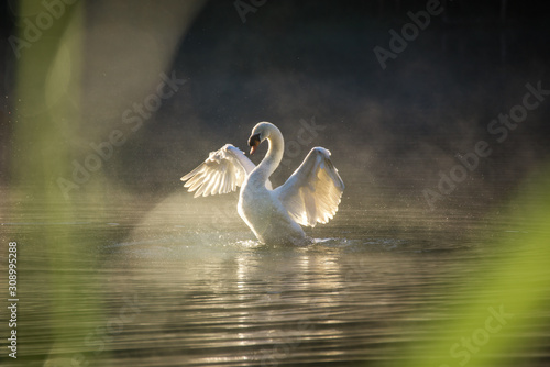 Fototapeta Naklejka Na Ścianę i Meble -  White swan flapping wings in misty water, green grasses in foreground