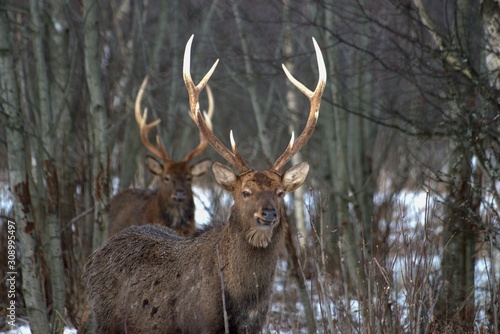 Russia, Yaroslavl region, private hunting grounds, Park of wild animals.