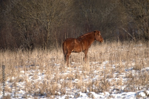 Russia, Yaroslavl region, private hunting grounds, Park of wild animals.
