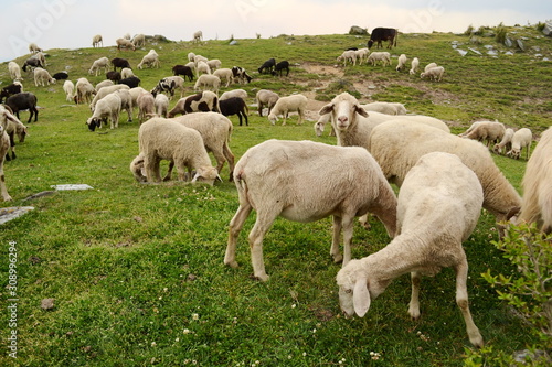 Herd of sheep grazing on a green meadow in the mountains near McLeod Ganj and Triund Hill. Foothills of Himalaya Mountains, Himachala Pradesh India.