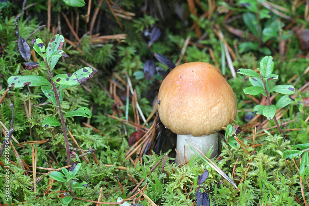 Cortinarius caperatus, known as the gypsy mushroom, wild edible mushroom from Finland Cortinarius caperatus, known as the gypsy mushroom, wild edible mushroom from Finland