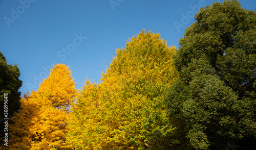 yellow tree in autumn