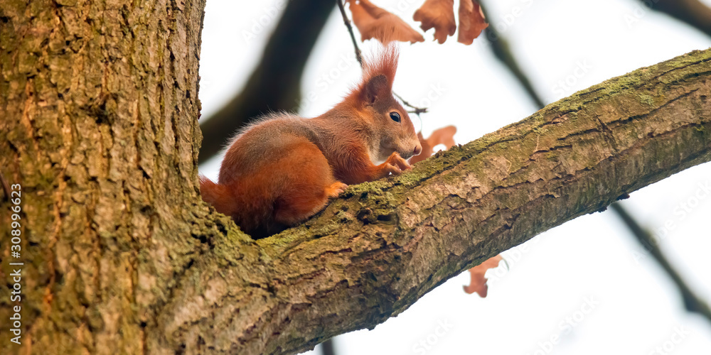 pretty red squirrel says hello in the forest