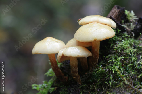 Pholiota alnicola, known as Alder Scalycap, wild fungus from Finland photo