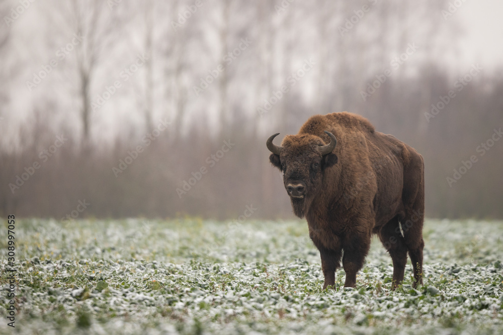 European bison - Bison bonasus in the Knyszyn Forest (Poland) European bison - Bison bonasus in the Knyszyn Forest (Poland)