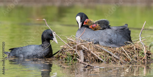 Canvastavla Coot on Nest