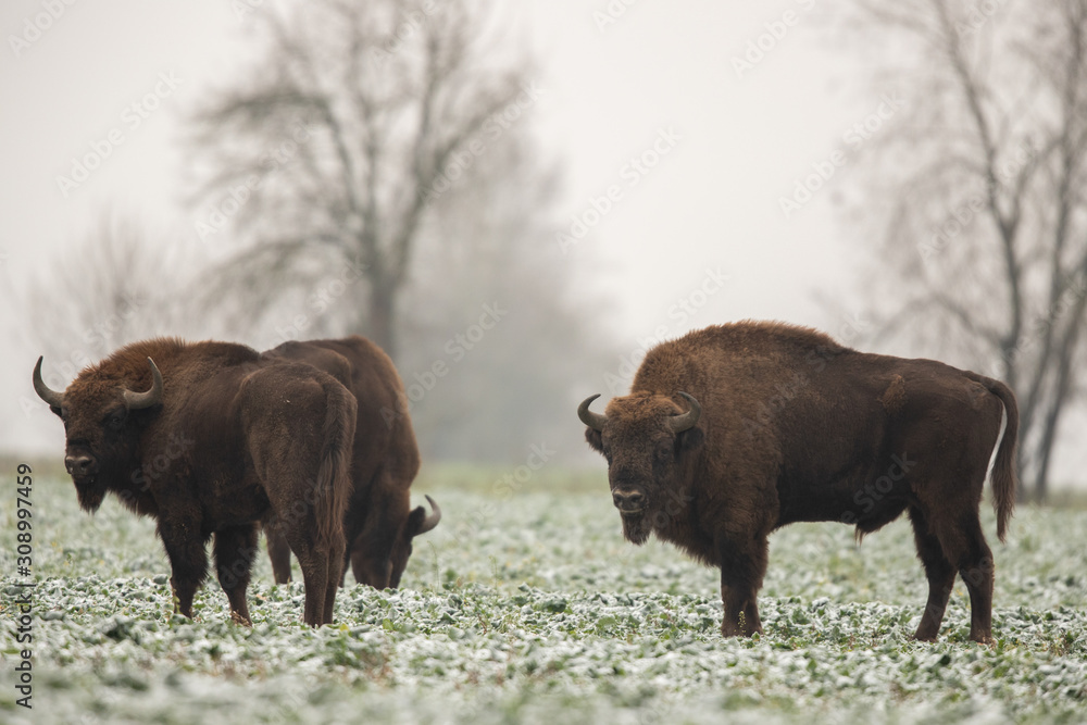 European bison - Bison bonasus in the Knyszyn Forest (Poland) European bison - Bison bonasus in the Knyszyn Forest (Poland)