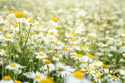 Defocused chamomile flowers at the field, blur background. Natural floral backdrop. Rissian countryside.