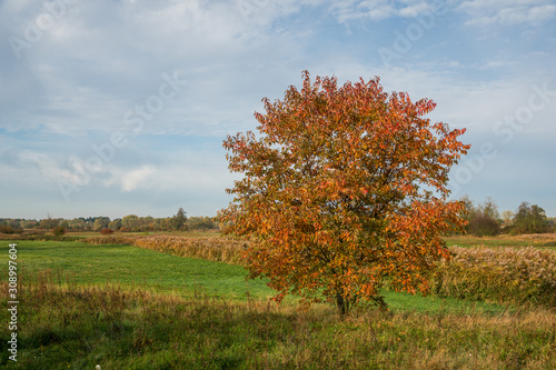 Autumn tree in Jeziorka valley, Masovia Poland