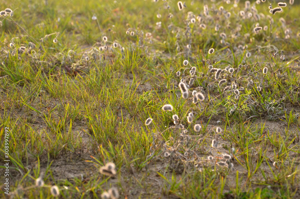 Background. Green grass with white flowers. Background. Green grass with white flowers.