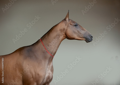 akhal-teke horse portrait indoors with wall background behind © Olga Itina