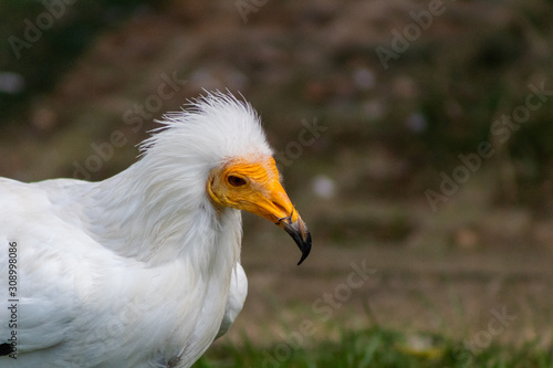 vulture resting in his innkeeper