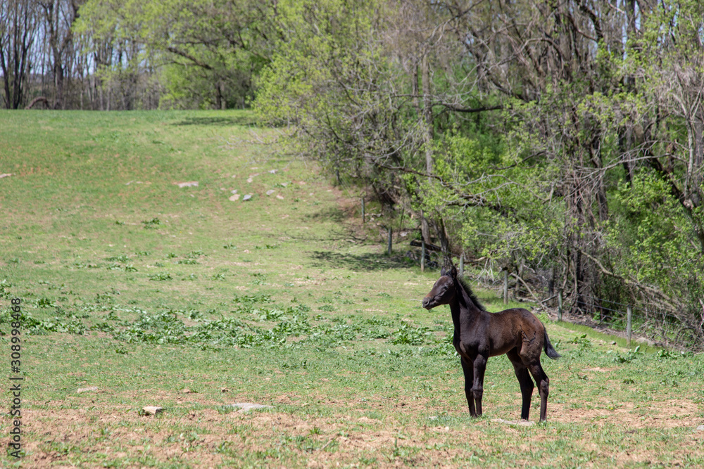 foal in woods foal in woods