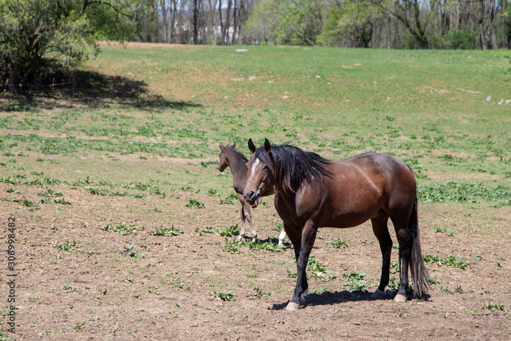 Fototapeta premium horse in the field