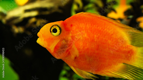 Goldfish in an aquarium close up. Orange color