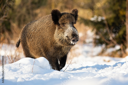 Tough wild boar, sus scrofa, running on a snowy meadow covered in snow in wintertime. Brown mammal walking at daylight through frost in wilderness at sunrise. © WildMedia