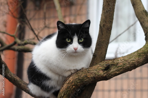 black and white cat on a tree